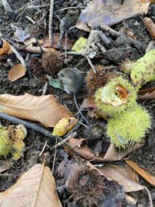 A Brave Litte Wood Mouse in the Forest of Dean.