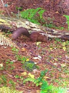Lunch Time for Squirrels