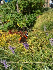 Beautiful Butterfly