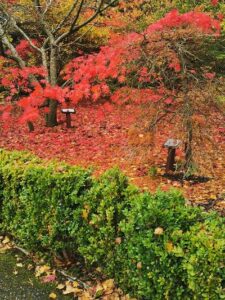 Maple Madness