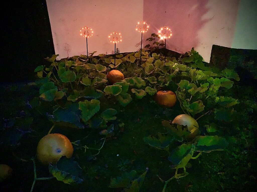 “My homegrown pumpkin patch with a bit of extra sparkle”
