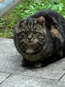 Wildcat