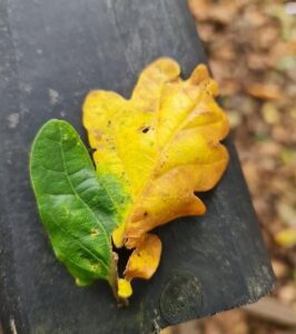Little Autumn Leave