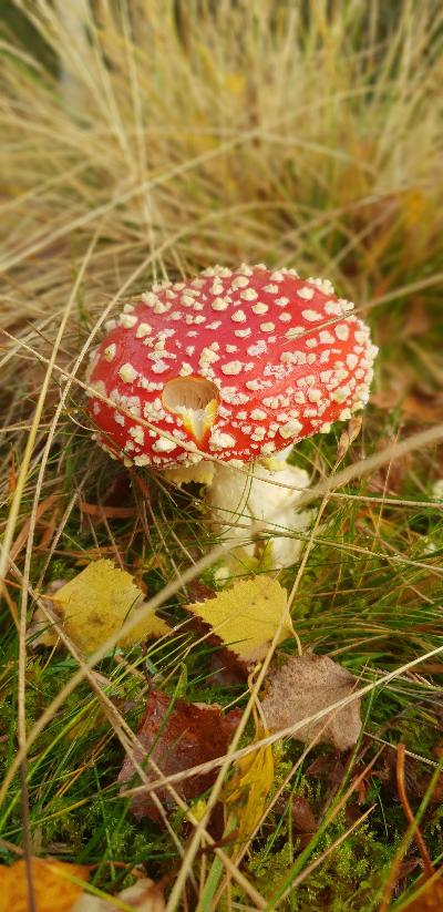 Fairy toadstool in the Cairngorms