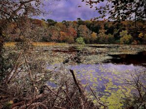 “An Autumn Day at Culzean”